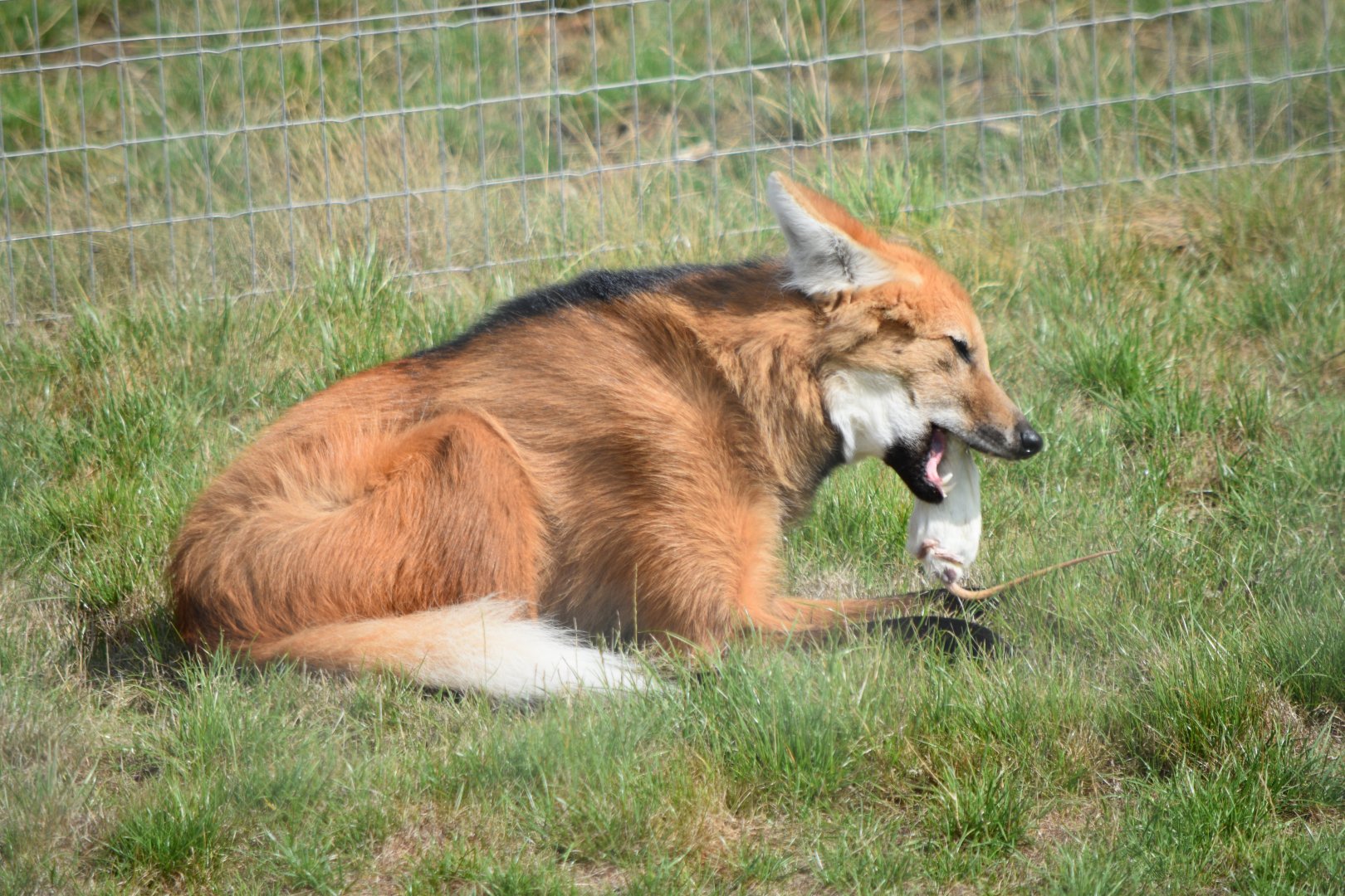 Maned wolf eating