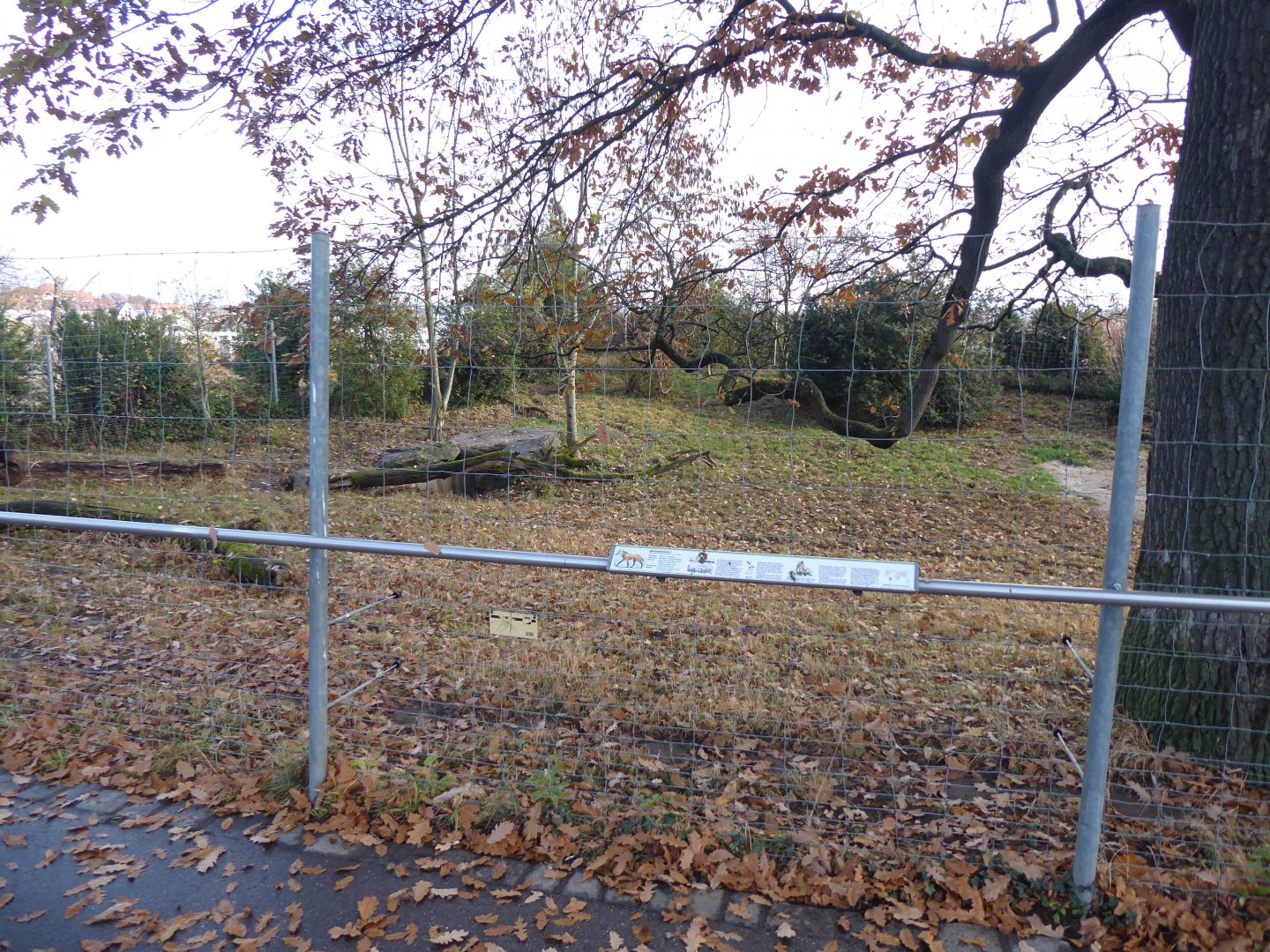 Maned wolf enclosure 011218