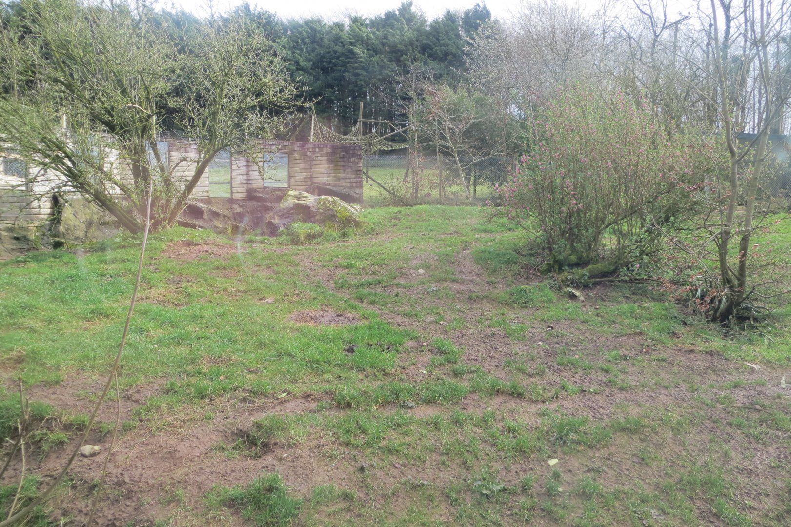 Maned wolf enclosure 040319