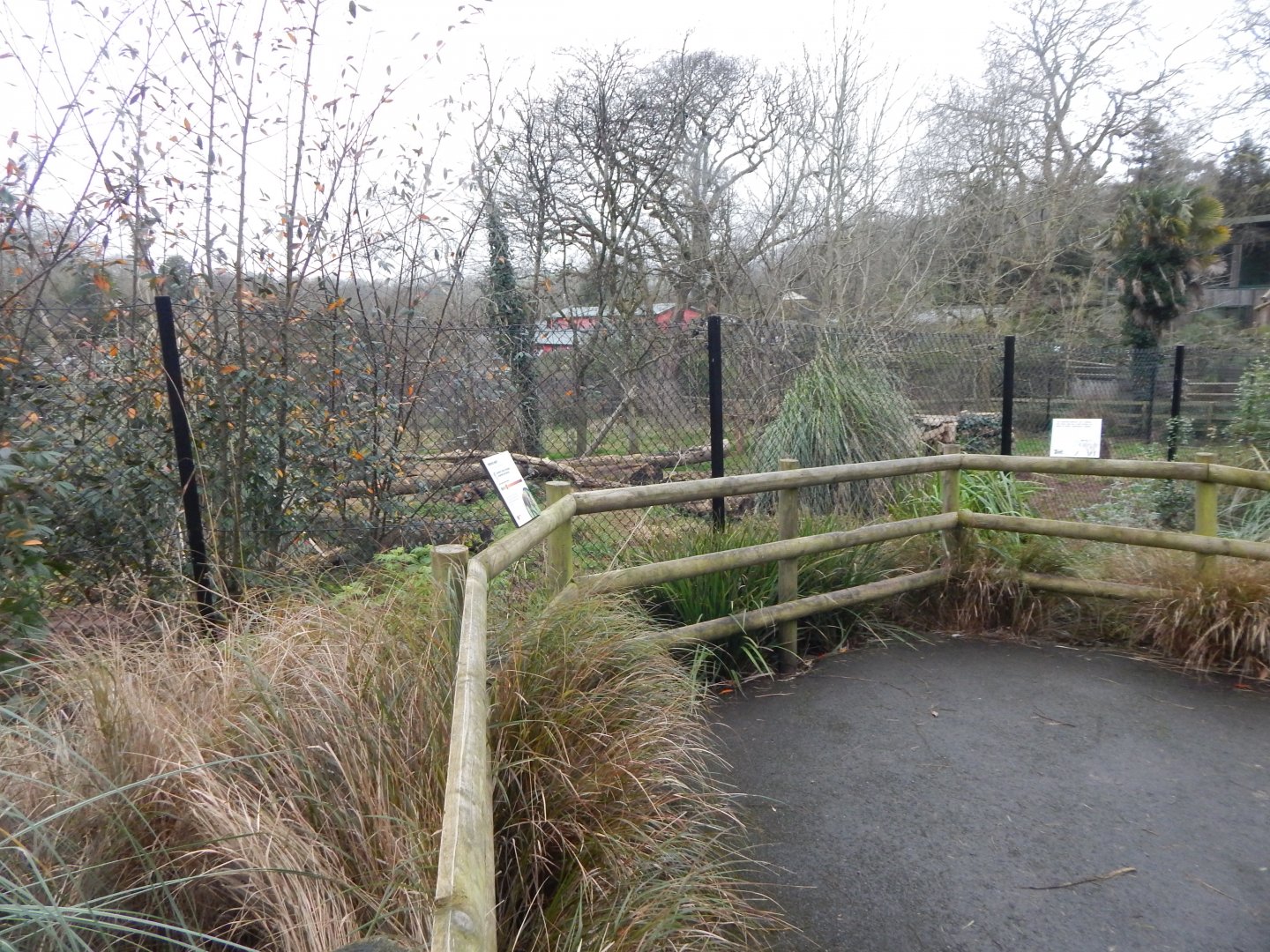 Maned wolf enclosure 050224