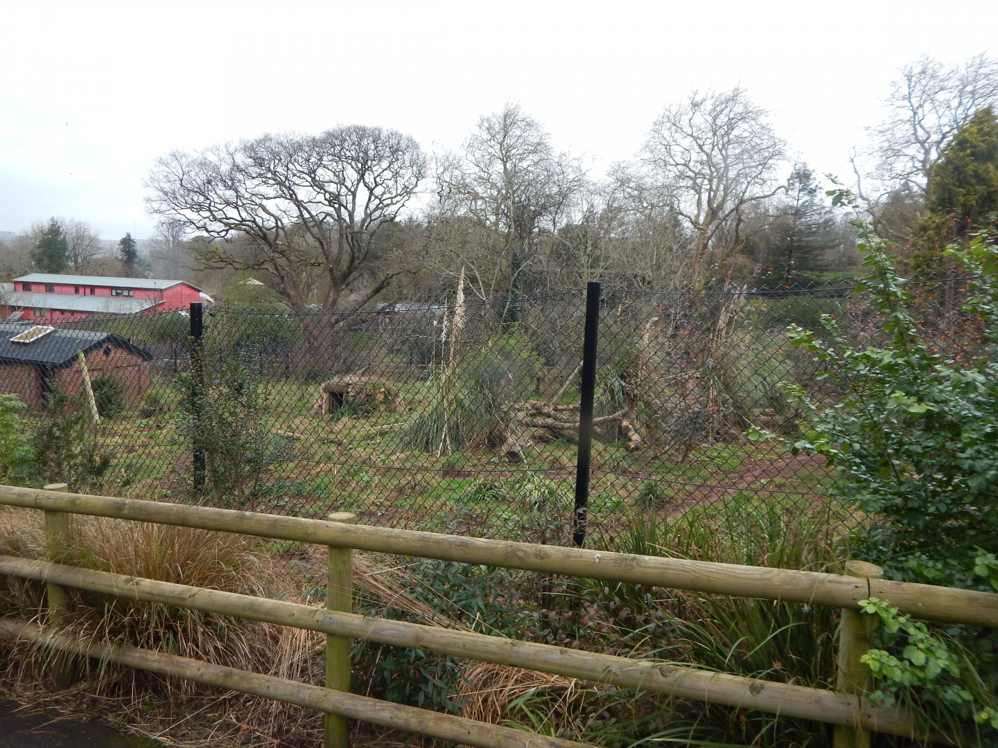 Maned wolf enclosure 050224