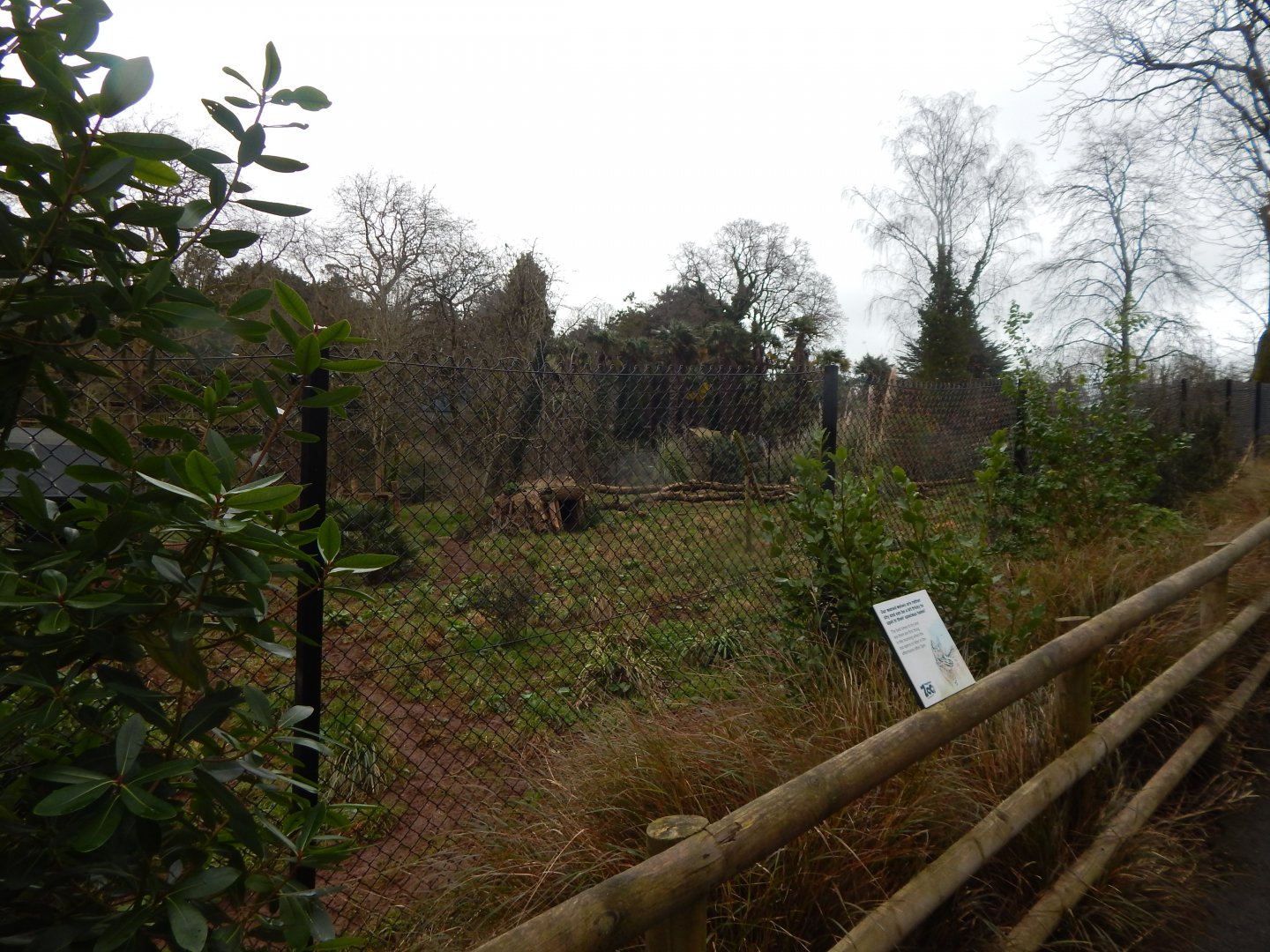 Maned wolf enclosure 050224