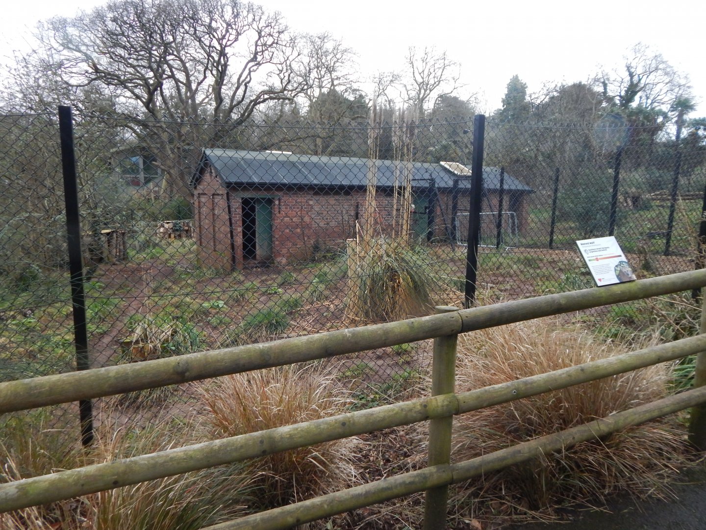 Maned wolf enclosure 050224