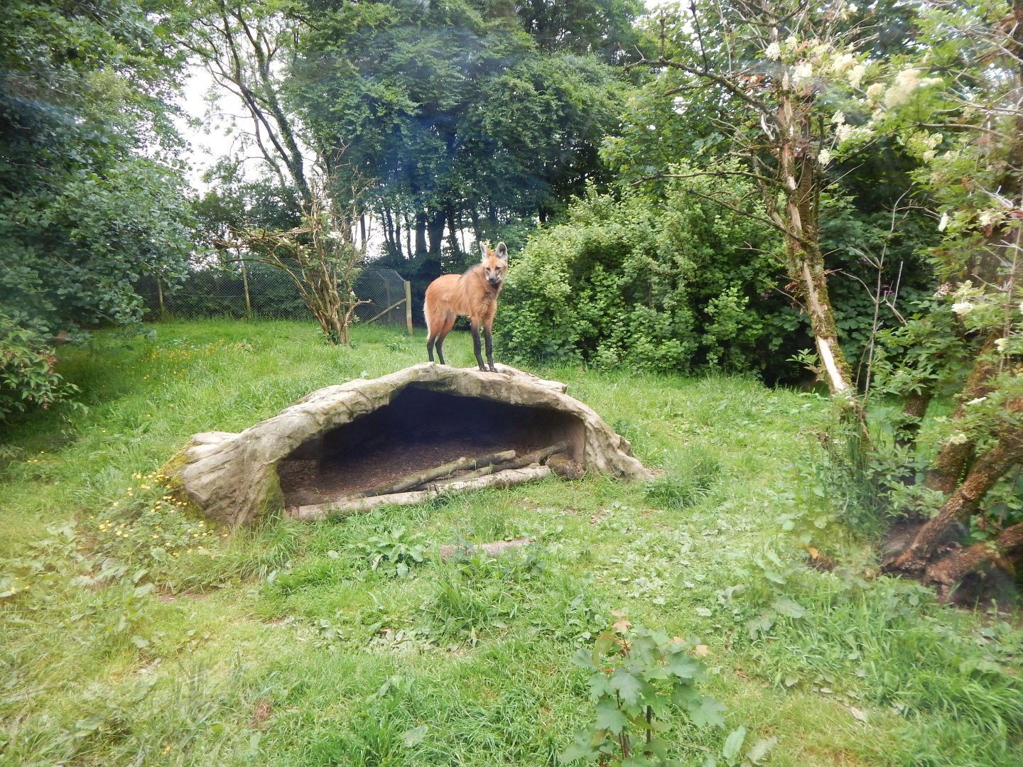 Maned wolf enclosure 050625