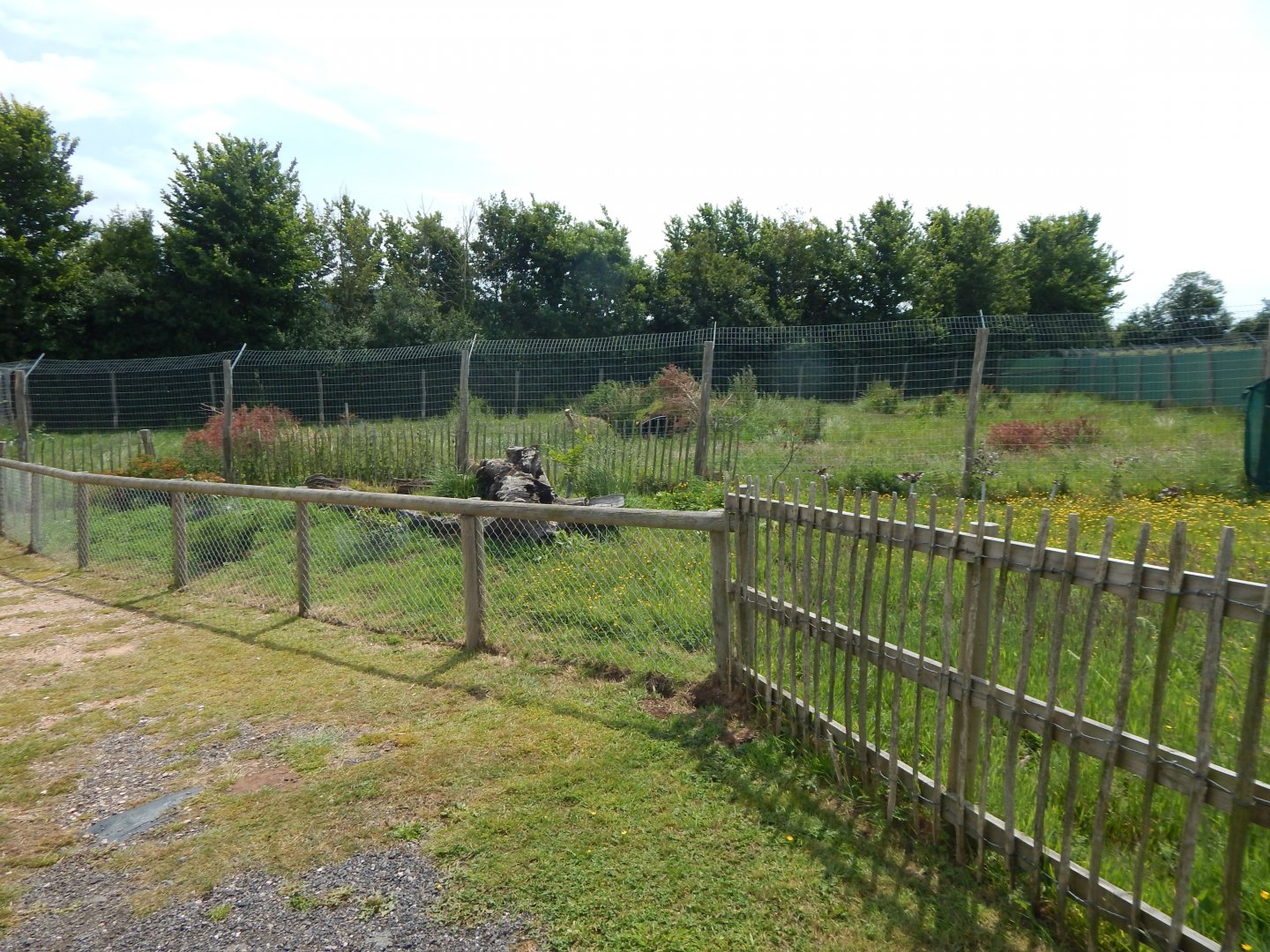 Maned wolf enclosure 060625