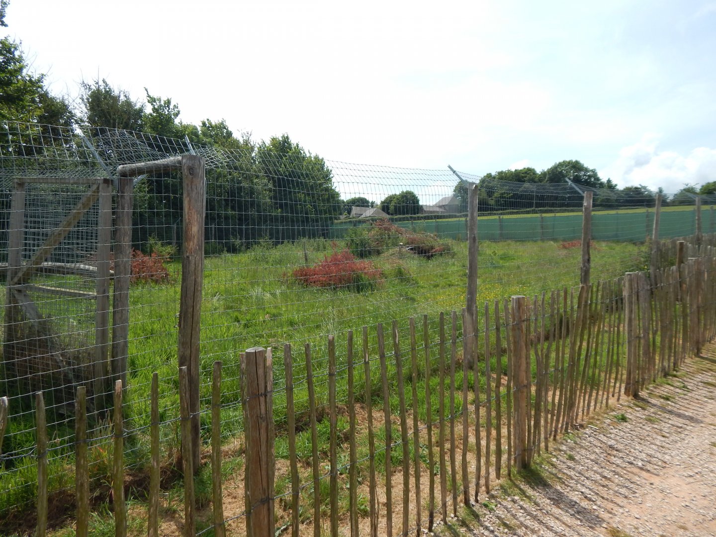 Maned wolf enclosure 060625