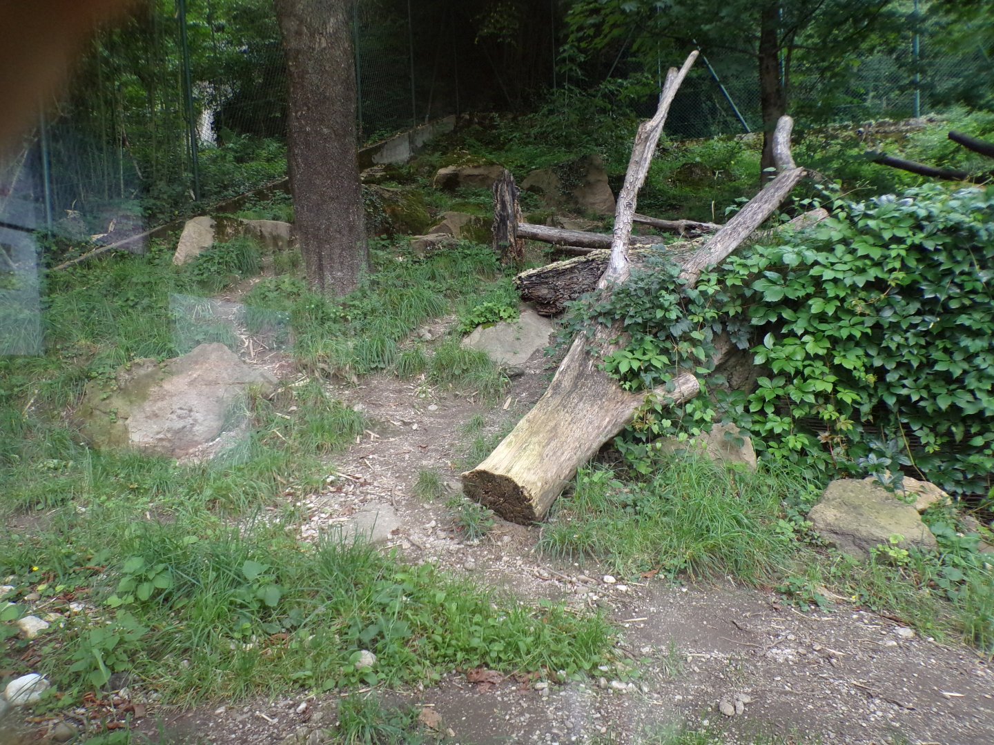 Maned wolf enclosure 13.7.25