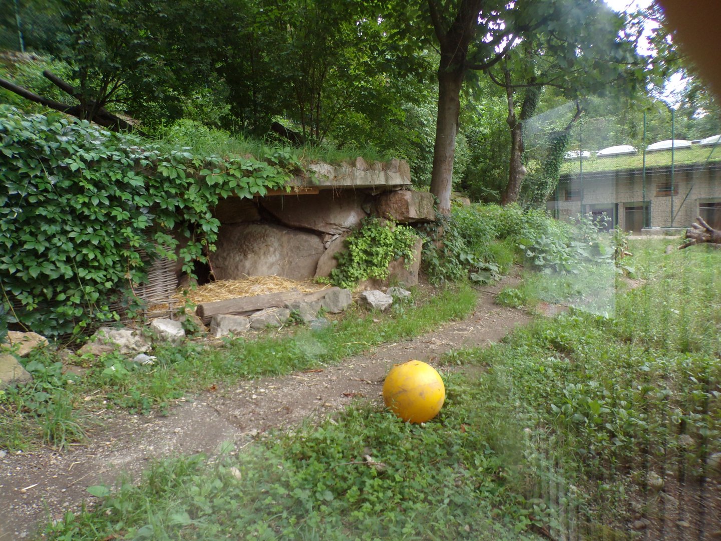 Maned wolf enclosure 13.7.25