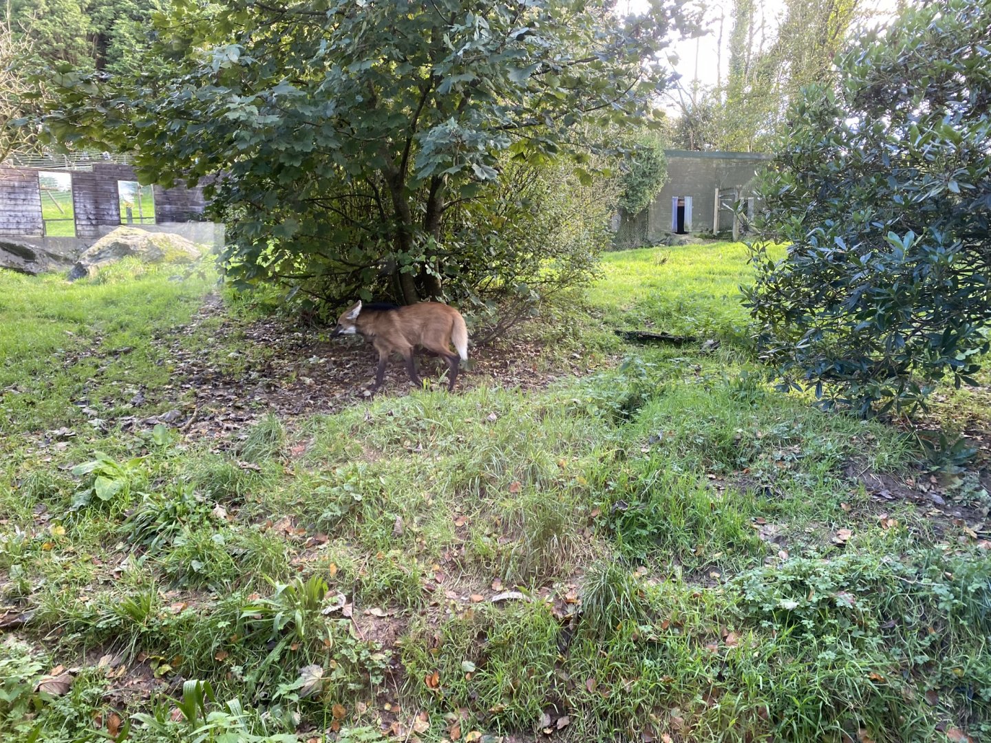 Maned Wolf enclosure 141023