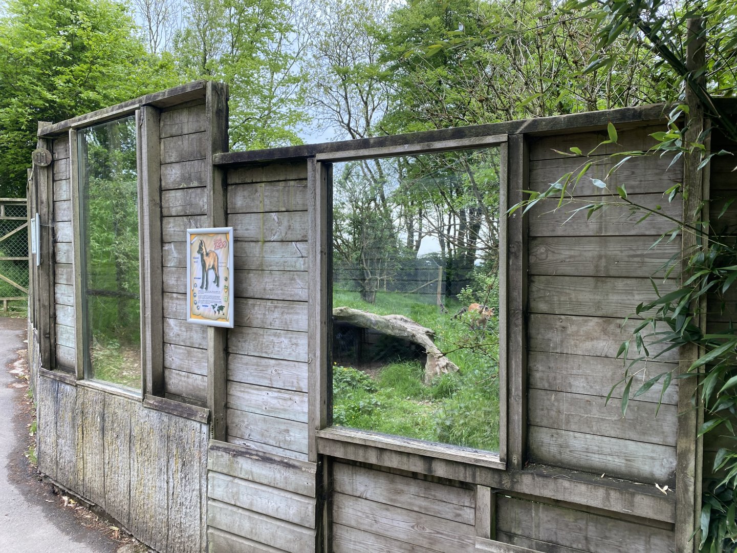 Maned wolf enclosure 150522