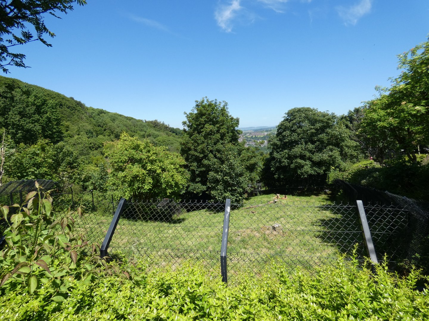Maned wolf enclosure (2)