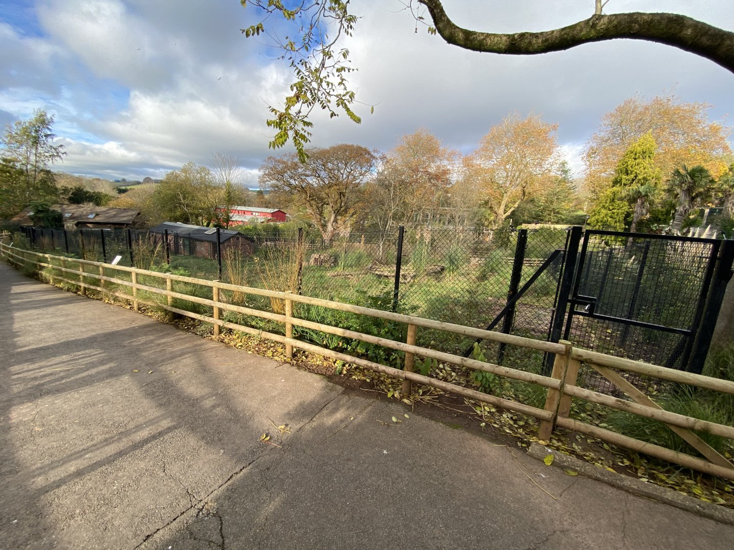 Maned wolf enclosure 201121