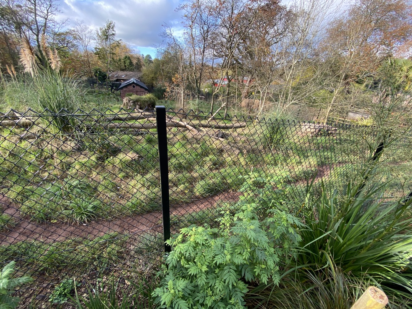Maned wolf enclosure 201121