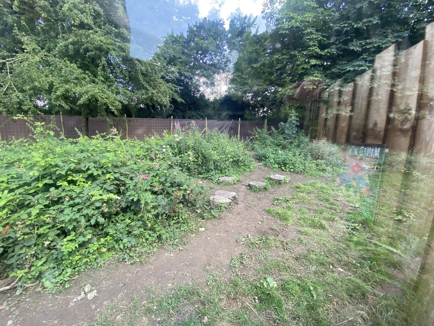 Maned wolf enclosure 290723