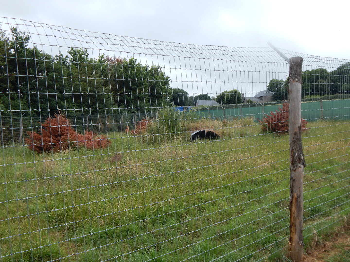 Maned wolf enclosure 300623