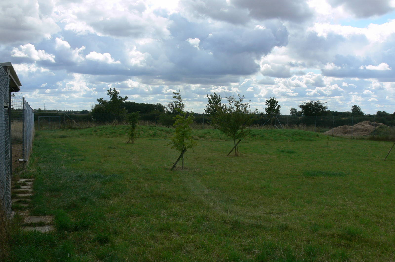 Maned Wolf Enclosure at Hamerton Zoo, 23/08/14