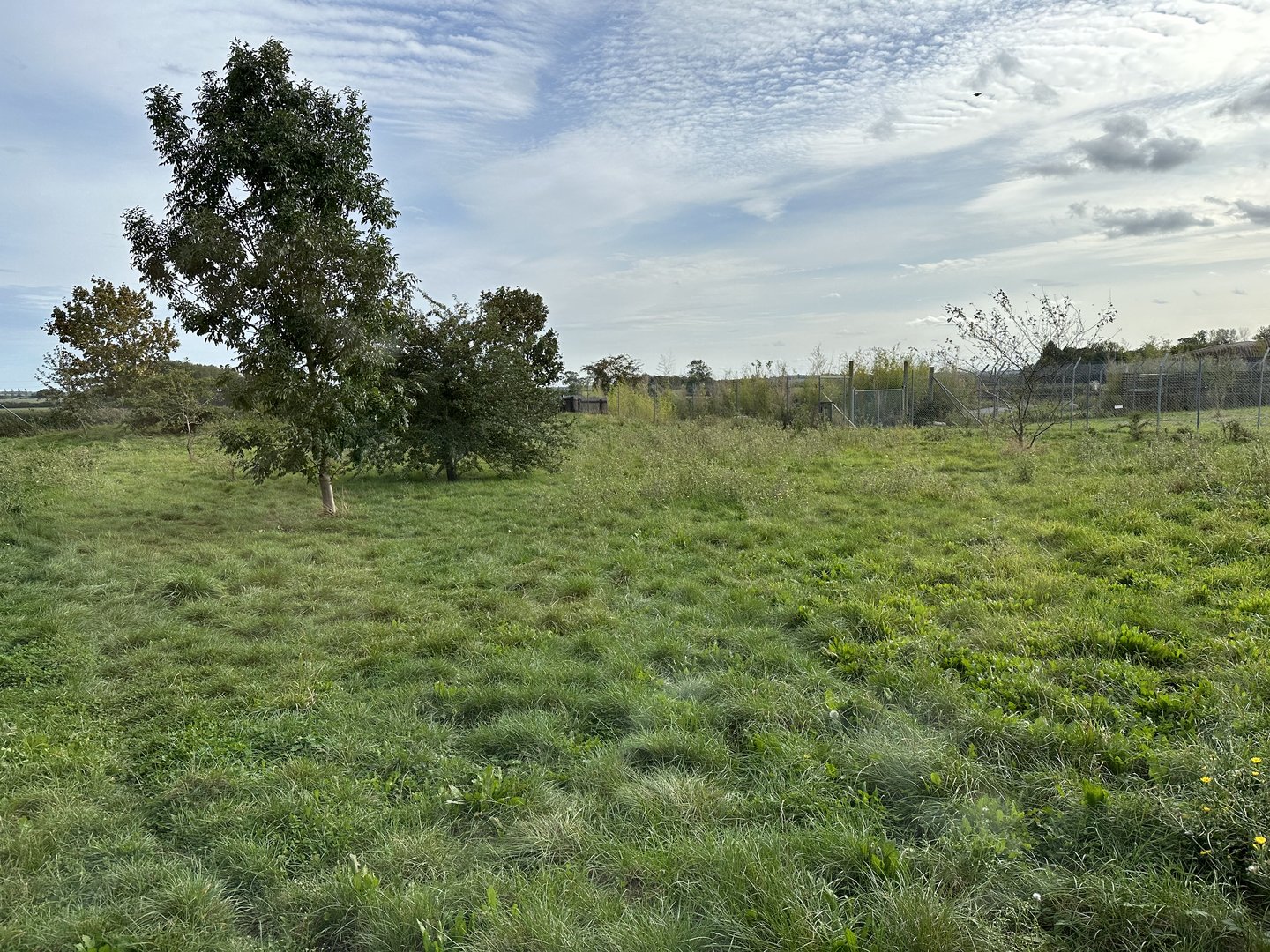 Maned Wolf Enclosure at Hamerton Zoo Park (October 2023)