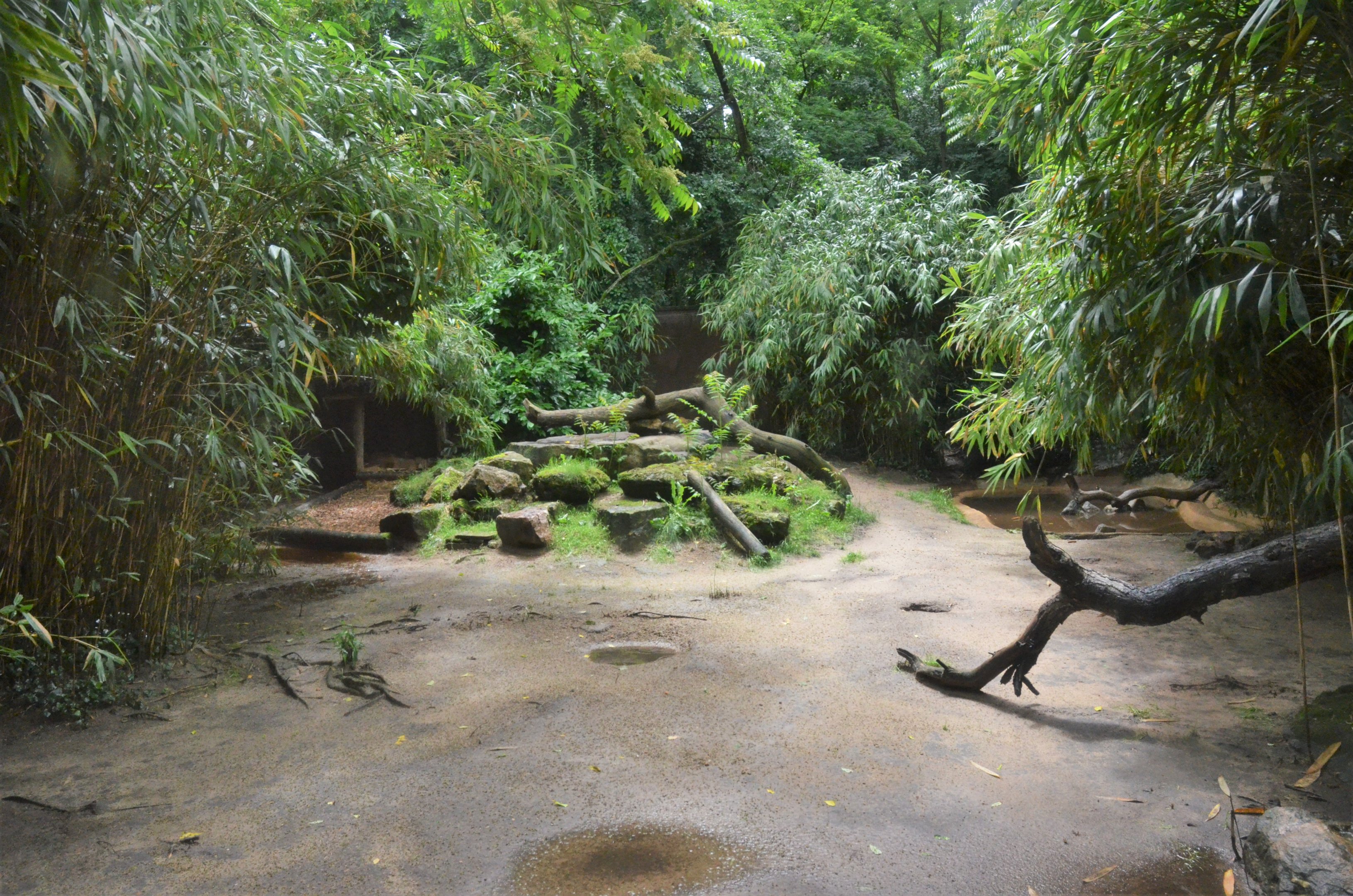 Maned Wolf Enclosure at La Flèche, 11/06/18
