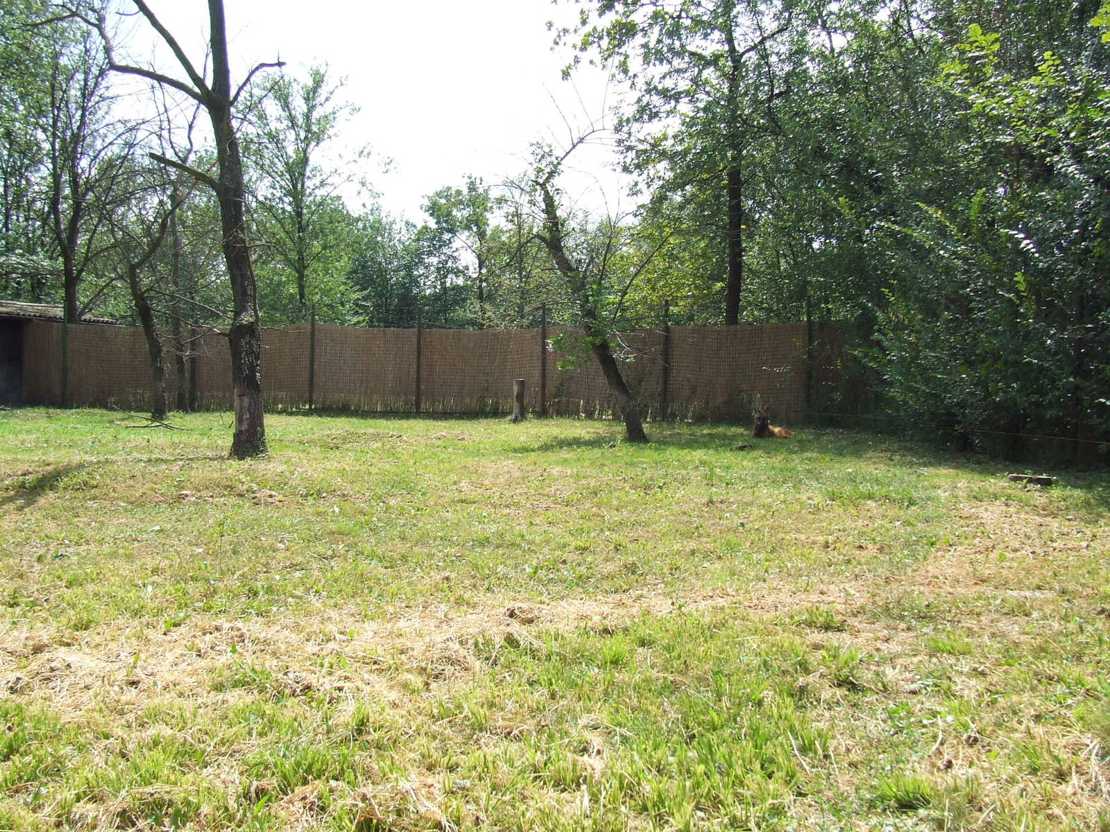 Maned wolf enclosure @ Szeged Zoo, Hungary