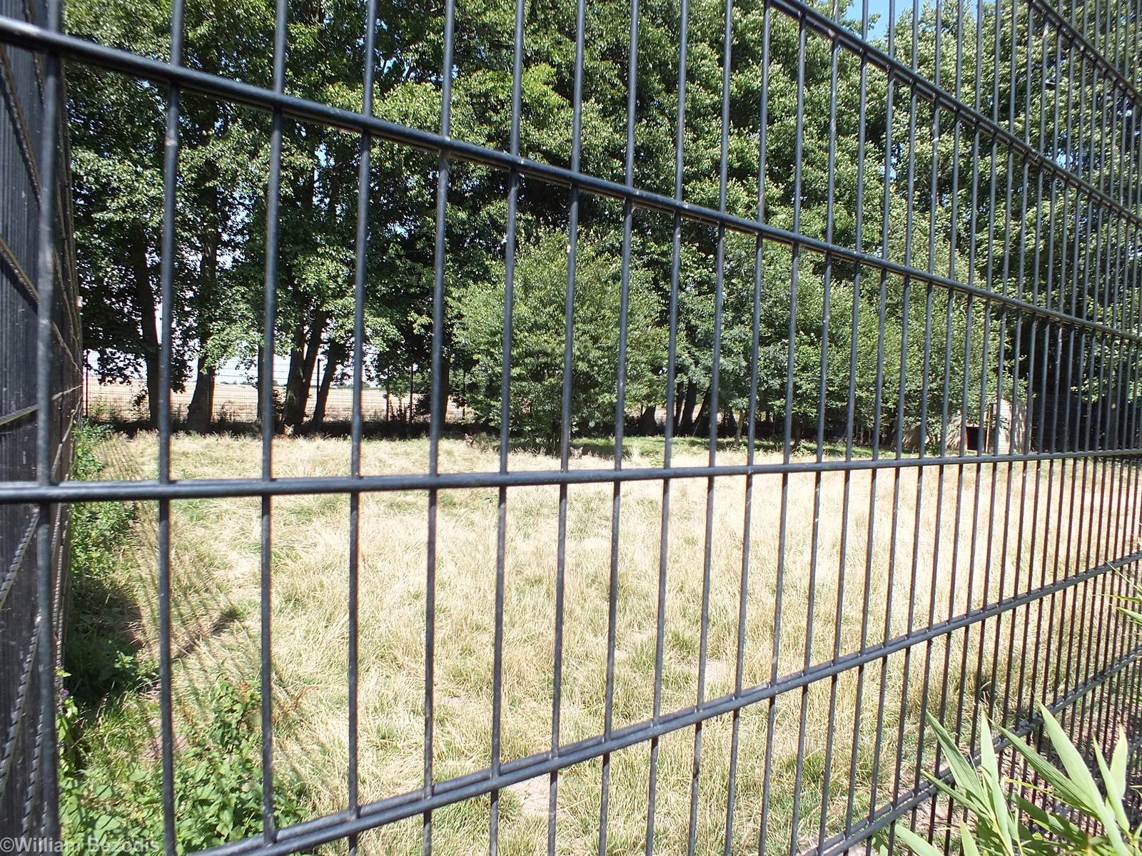 Maned Wolf Enclosure with Three Visible