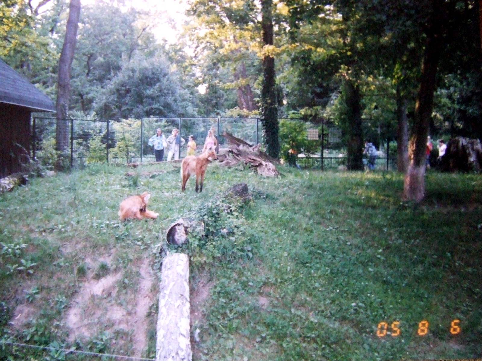 Maned wolf enclosure @ Zagreb Zoo, Croatia