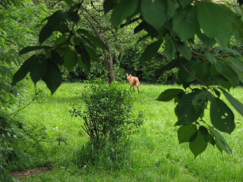 Maned wolf enclosure @ Zoo Zlin-Lesna