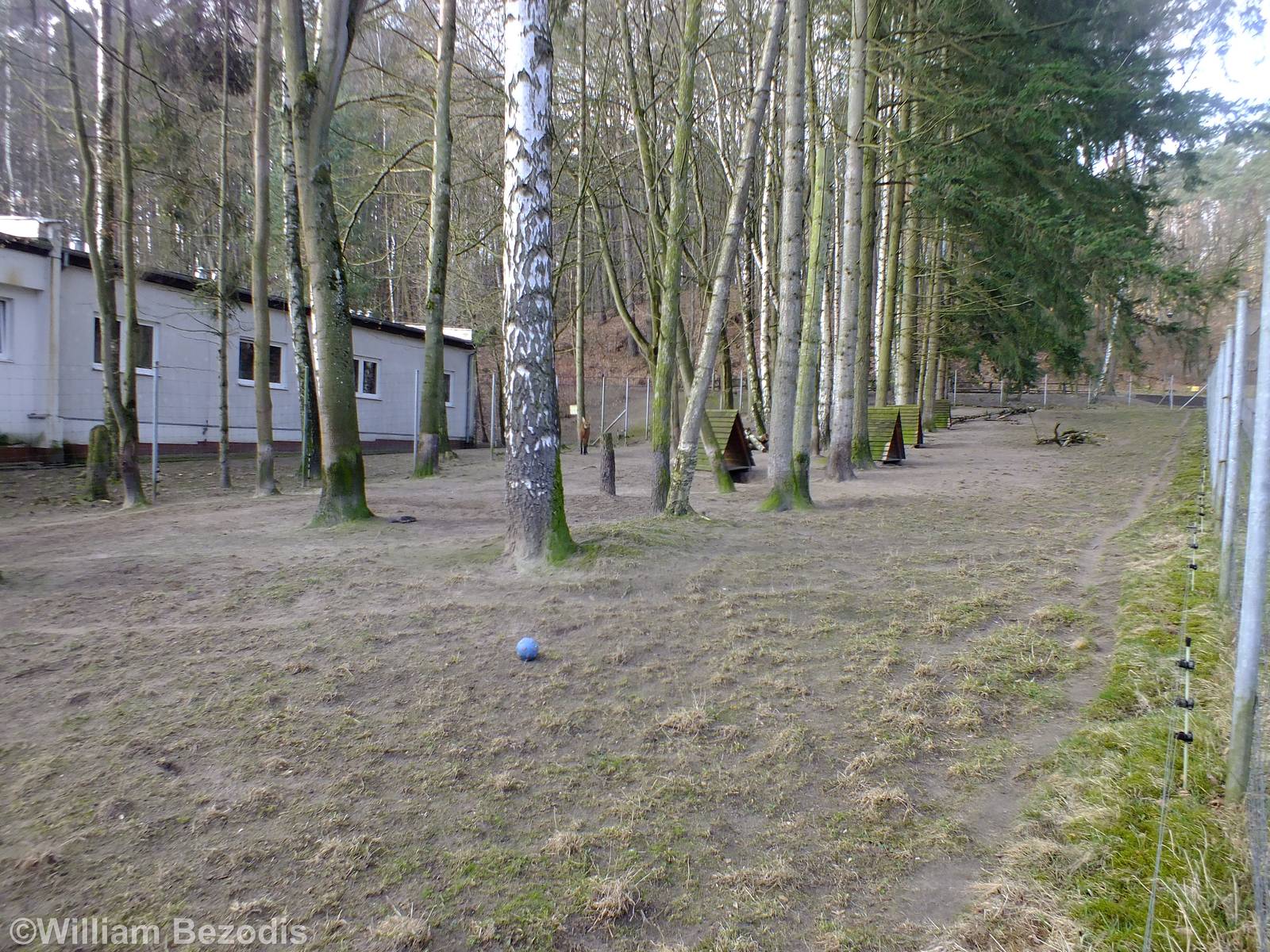 Maned Wolf Enclosure