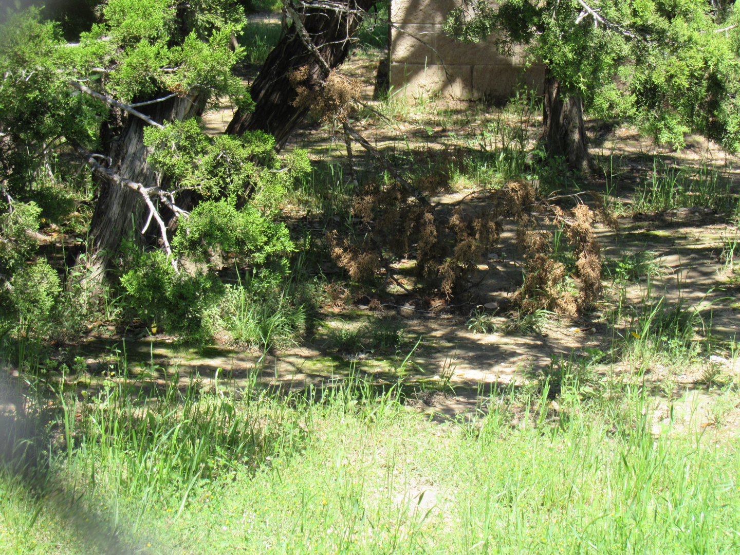 Maned Wolf Enclosure
