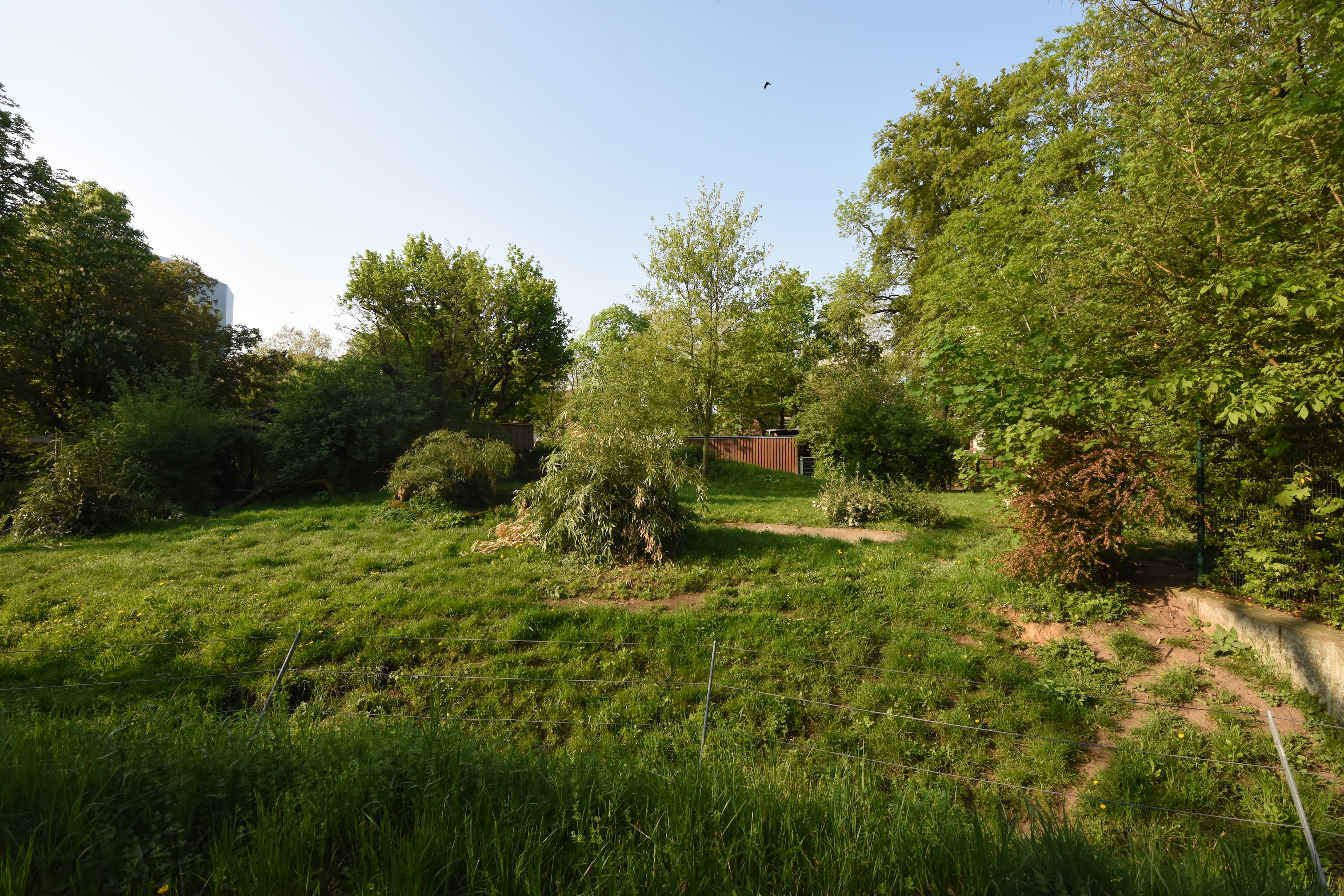 Maned wolf enclosure
