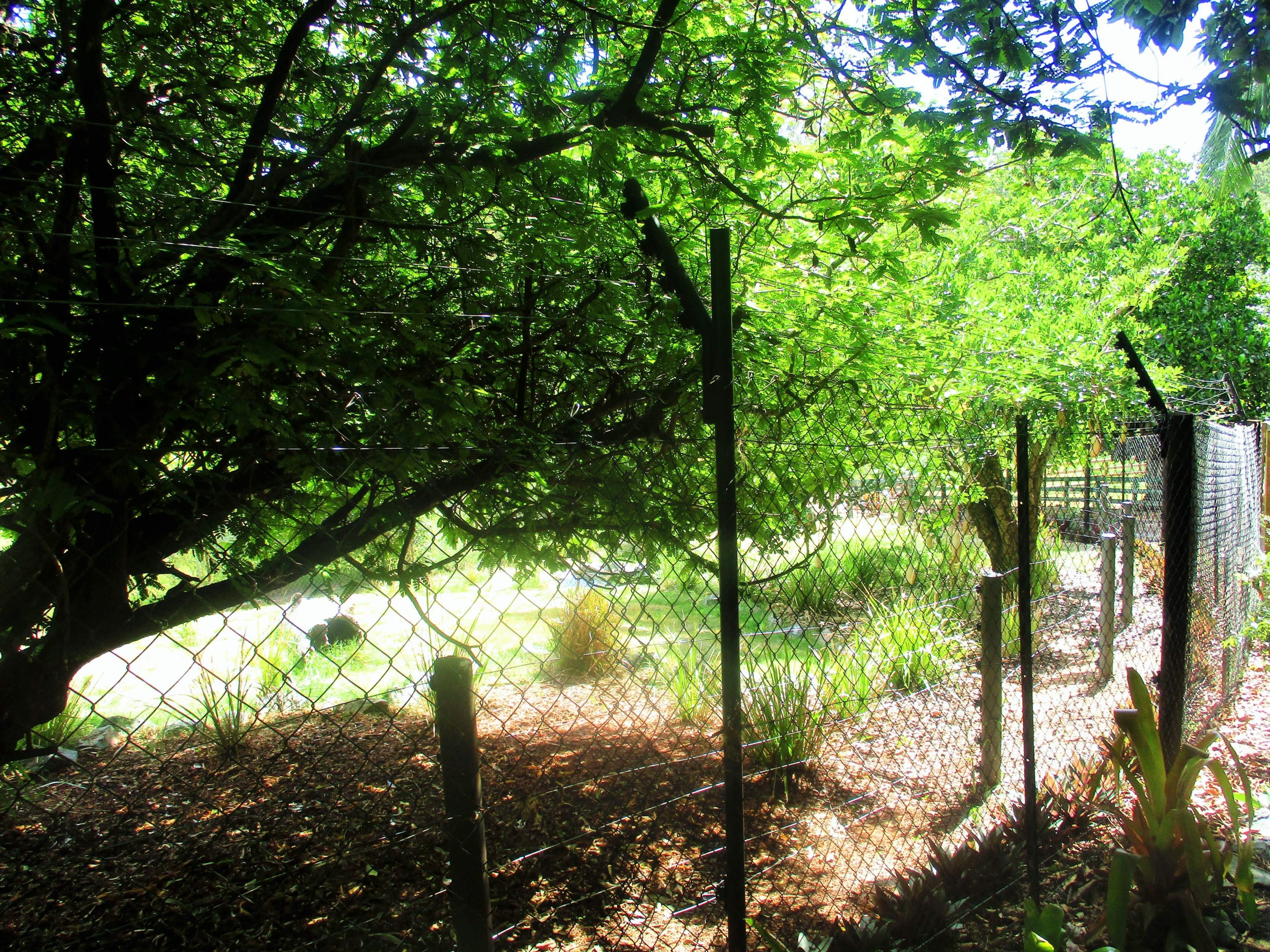 Maned Wolf Enclosure