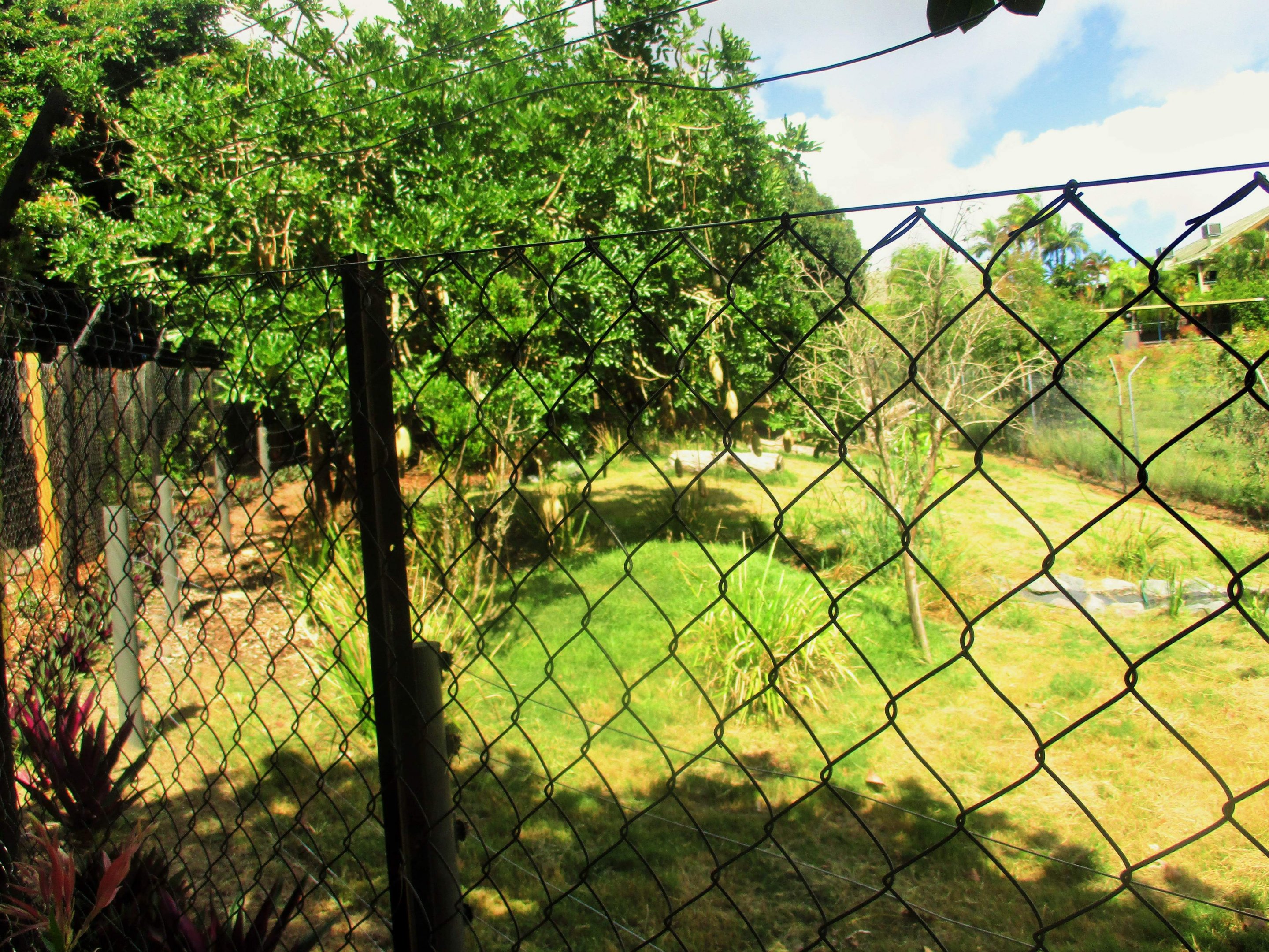 Maned Wolf Enclosure