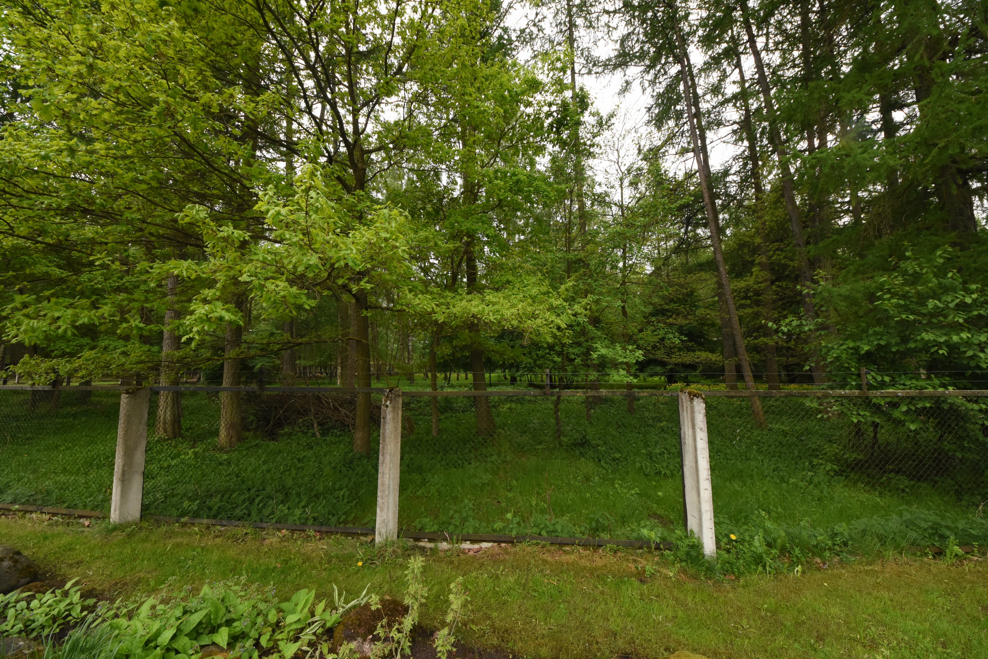 Maned wolf enclosure