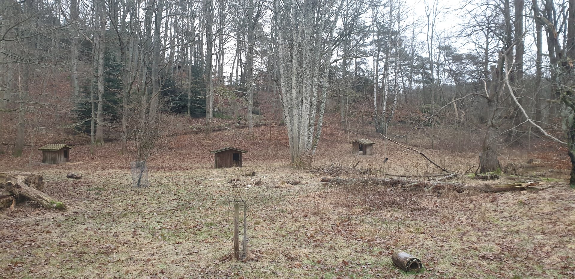 Maned wolf enclosure