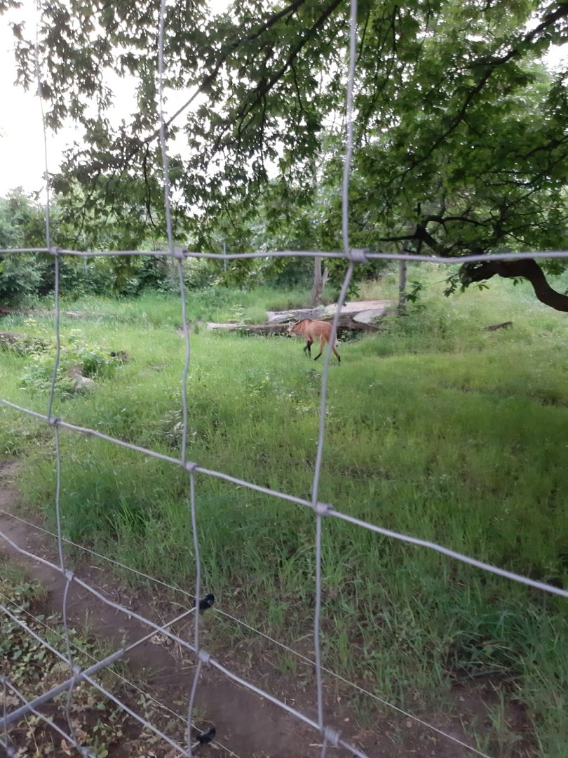 Maned Wolf Enclosure