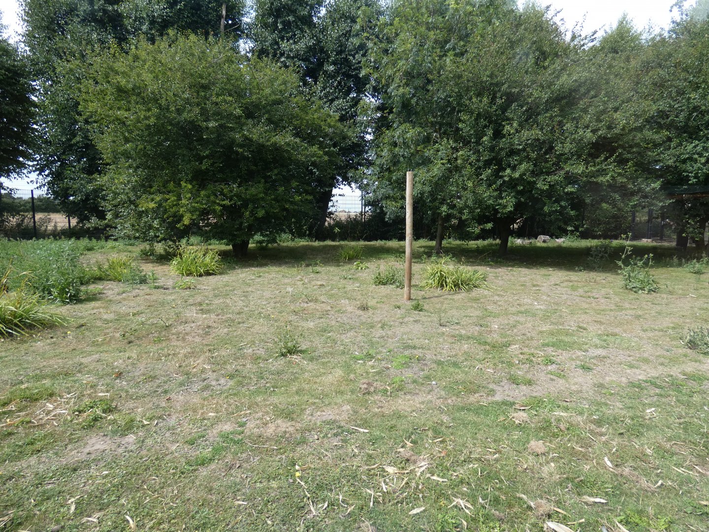 Maned Wolf enclosure