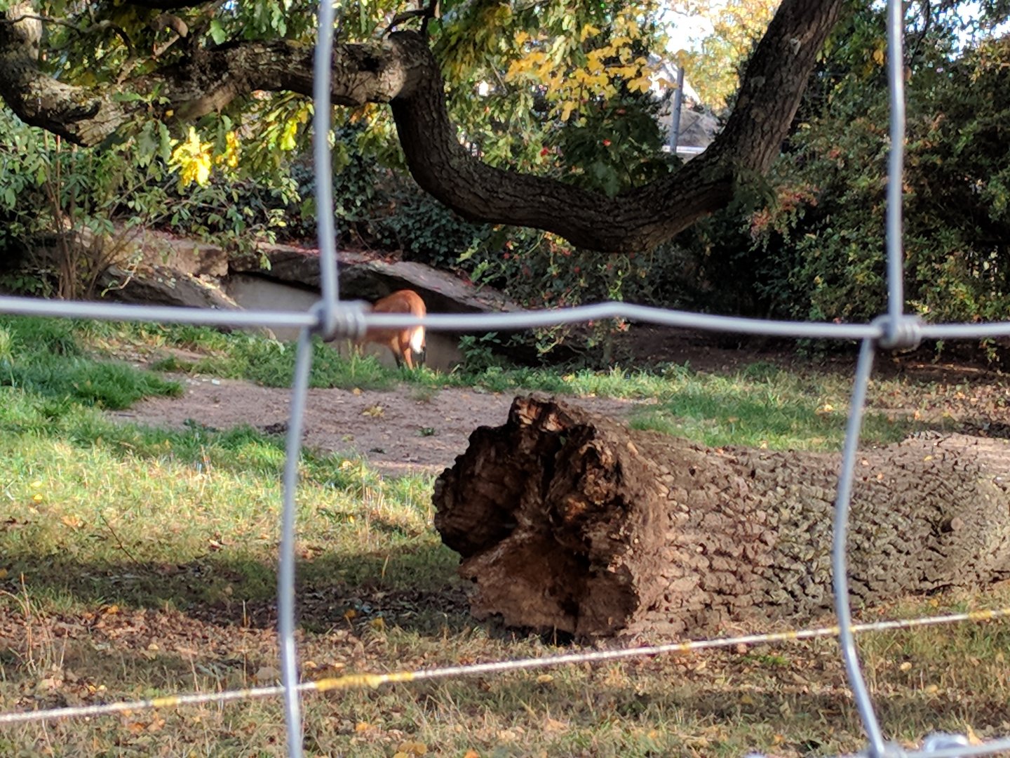 Maned Wolf Enclosure