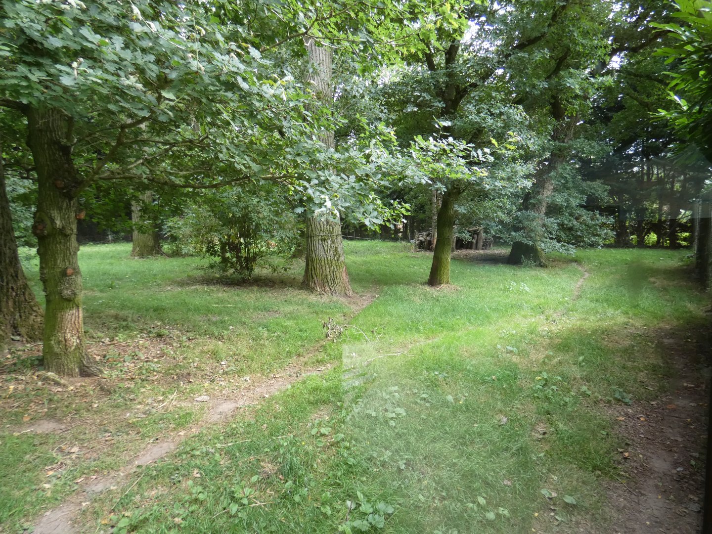 Maned wolf enclosure