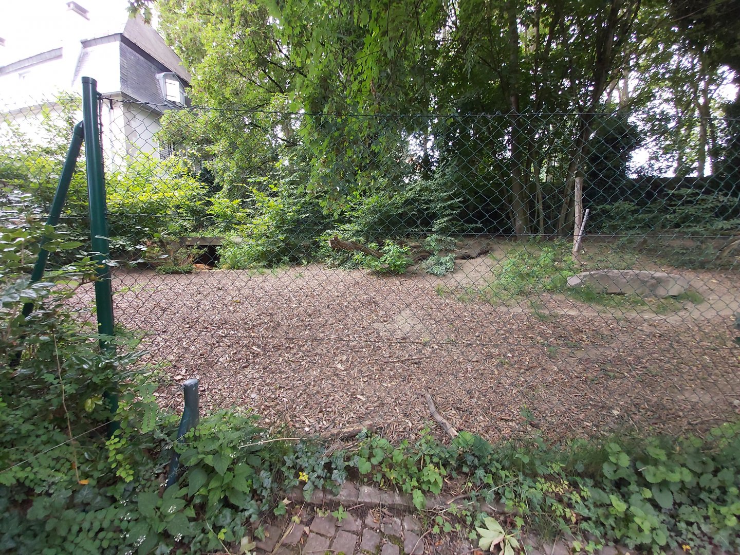 Maned wolf enclosure