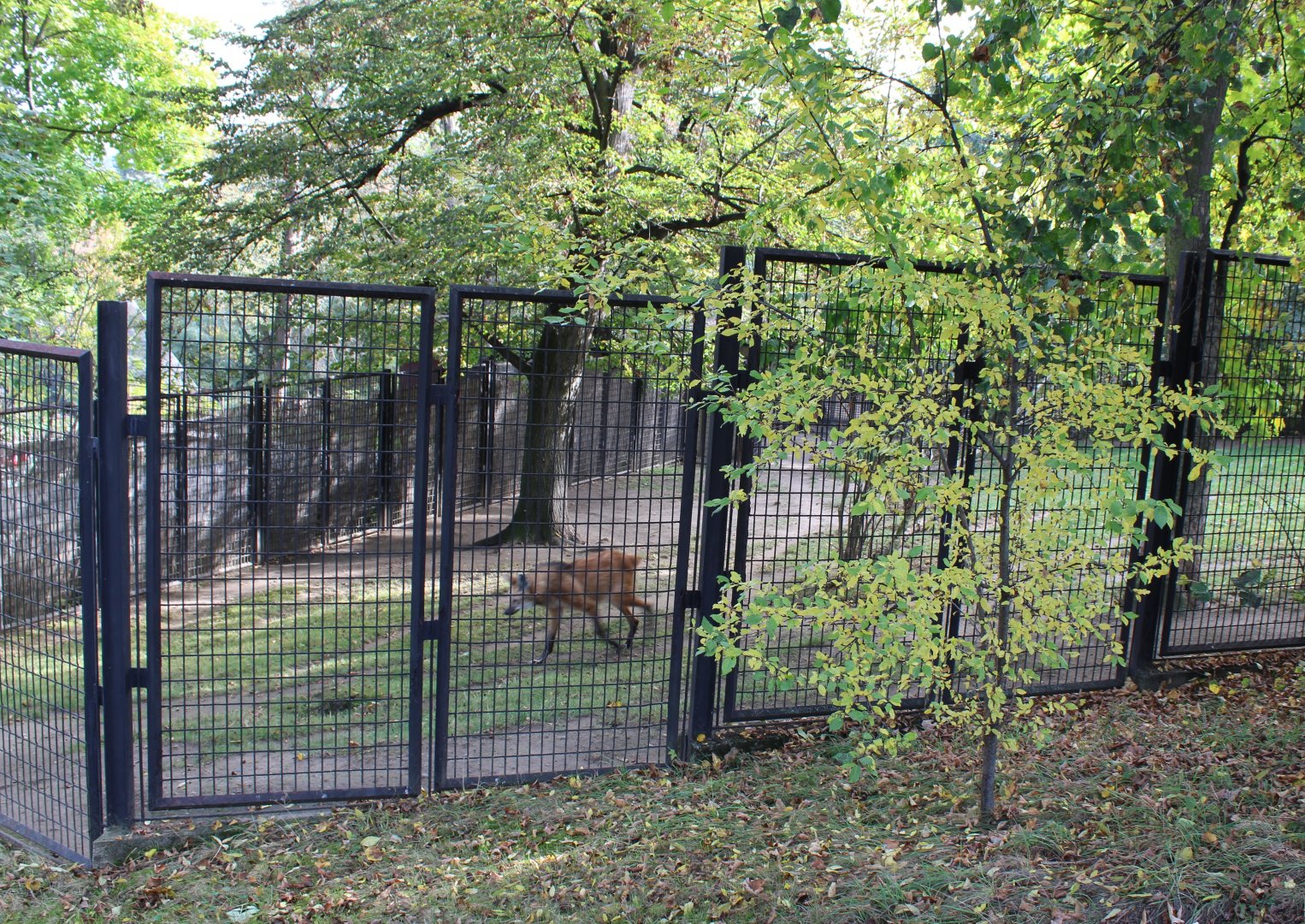 Maned wolf enclosure