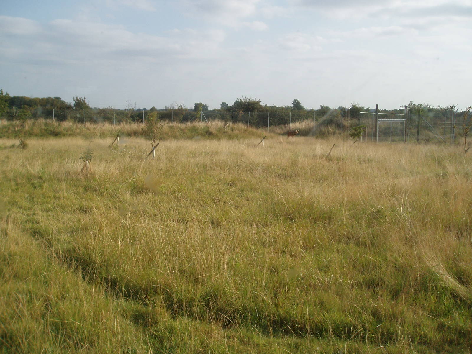 Maned wolf enclosure