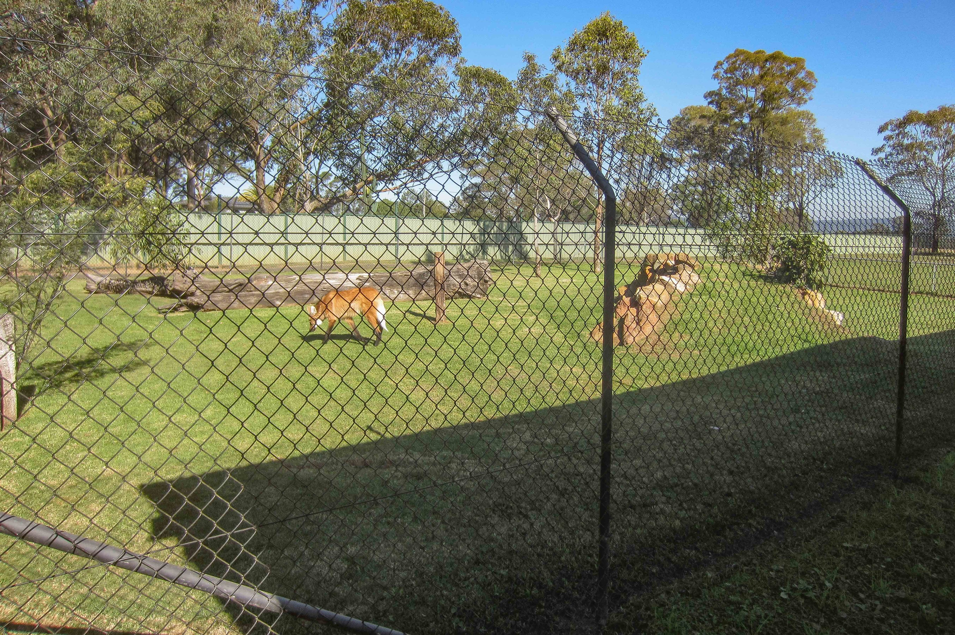 Maned Wolf Enclosure