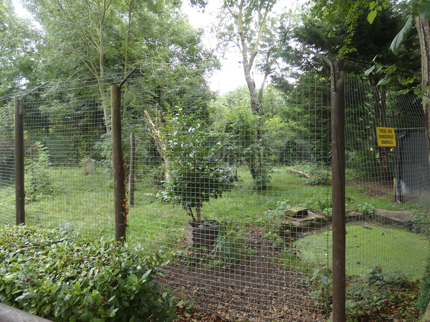 Maned wolf enclosure