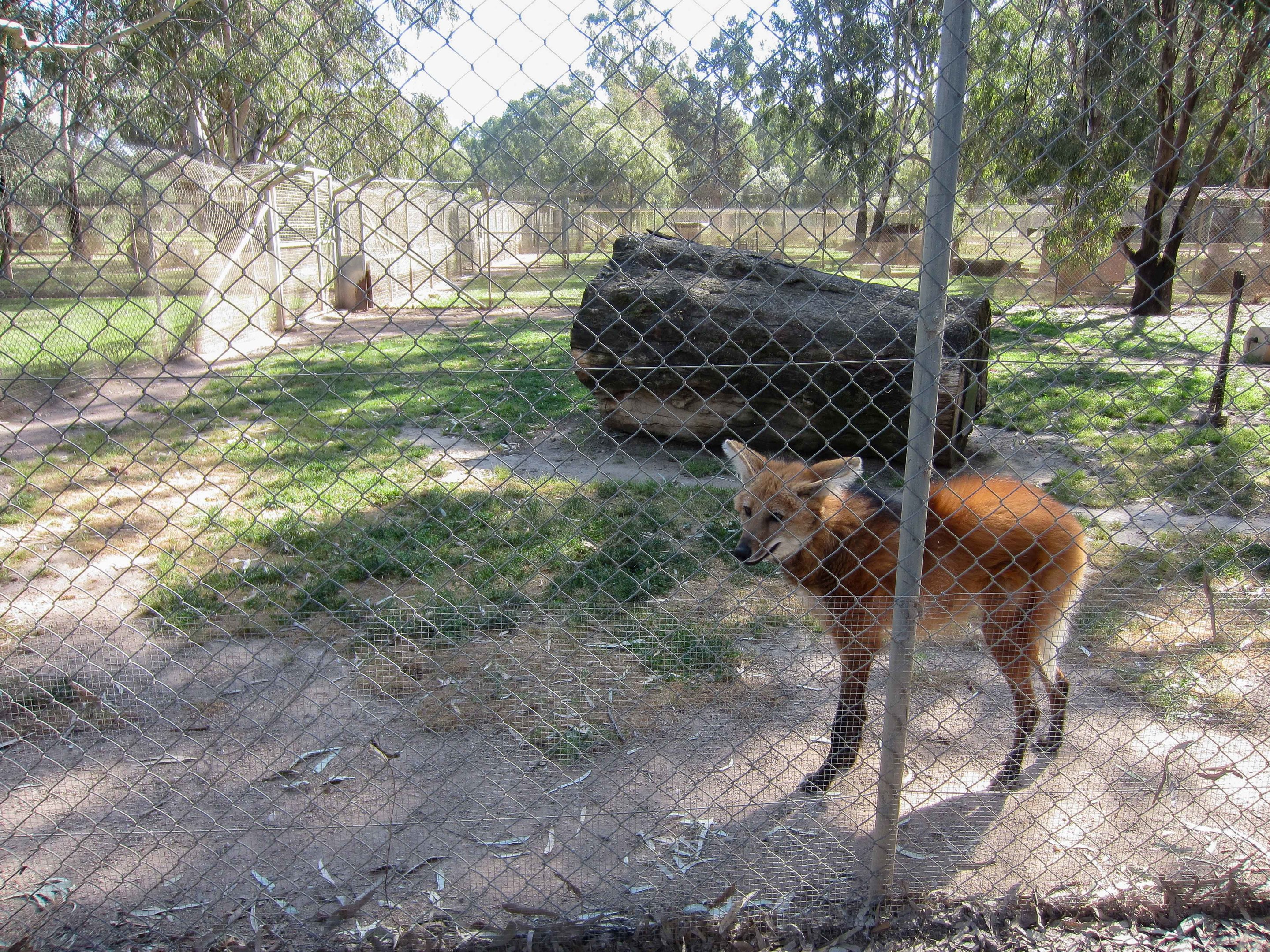 Maned Wolf enclosure