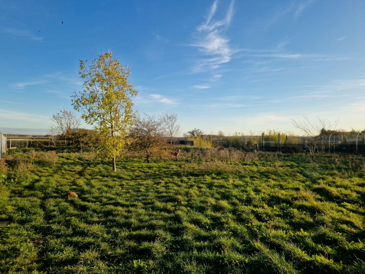 Maned wolf enclosure