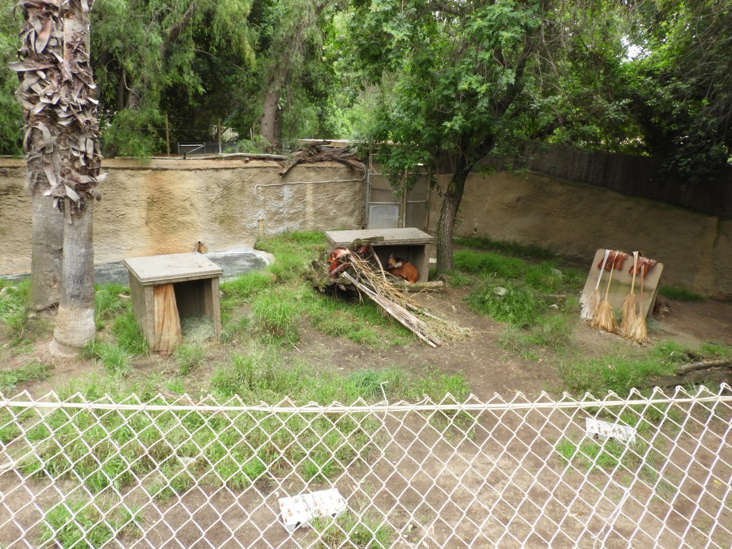 Maned wolf enclosure