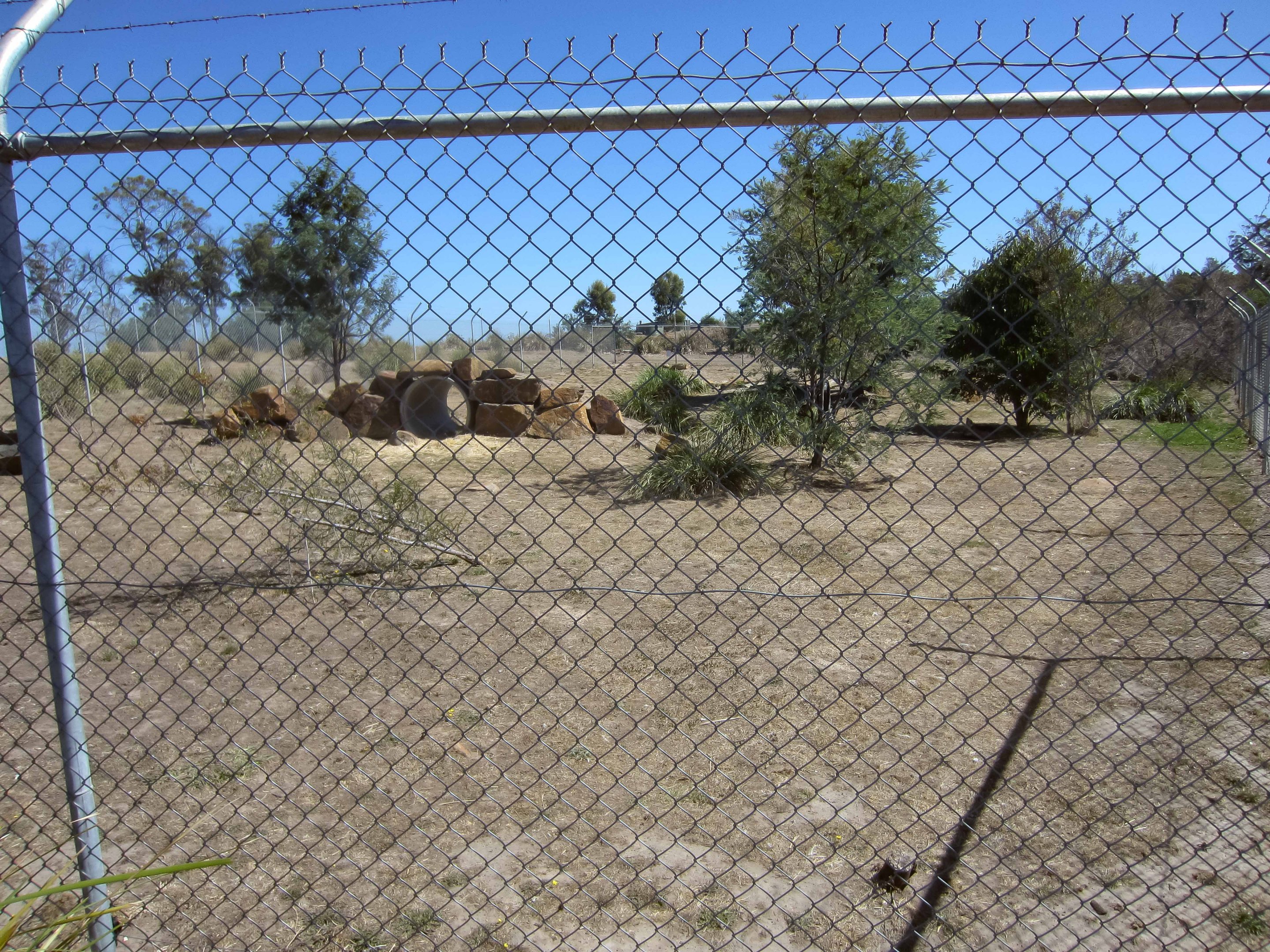 Maned Wolf enclosure