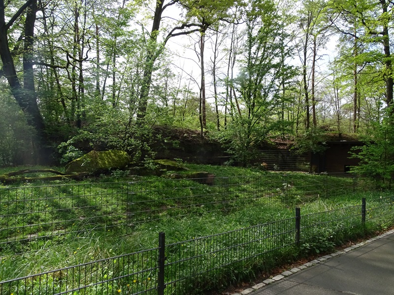 Maned wolf enclosure