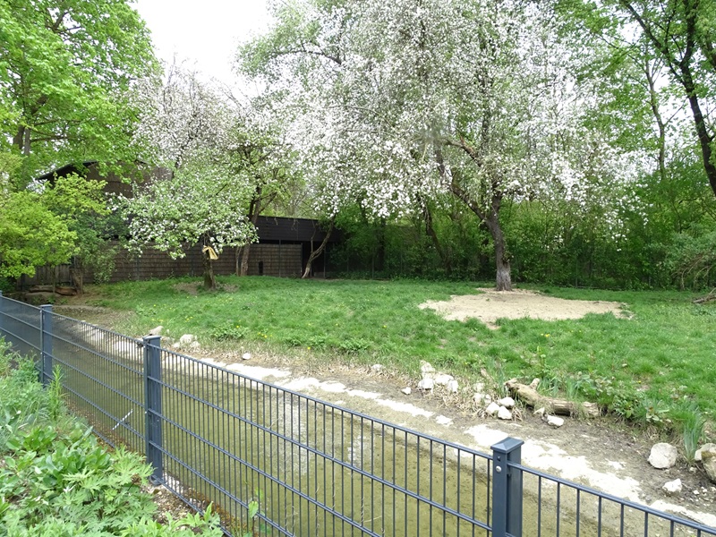 Maned wolf enclosure