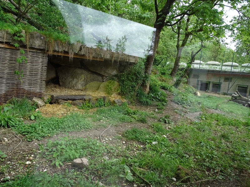 Maned wolf enclosure