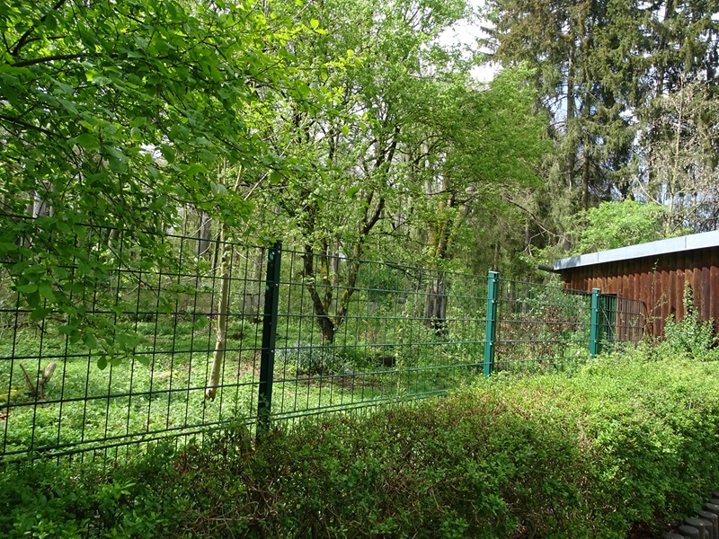 Maned wolf enclosure